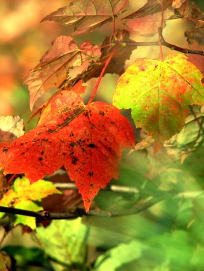 I Love NY – The Adirondack Mountains thumbnail