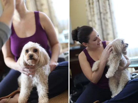 dog-getting-ready-for-wedding dog-getting-ready-for-wedding