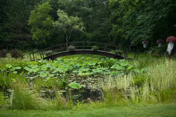 lily-pond