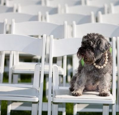 Puppy Love – Darci from With This Ring’s Baby Lola thumbnail