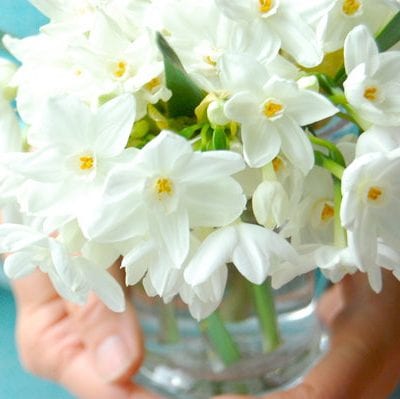 Pretty Paper Whites and Teal Ribbon thumbnail