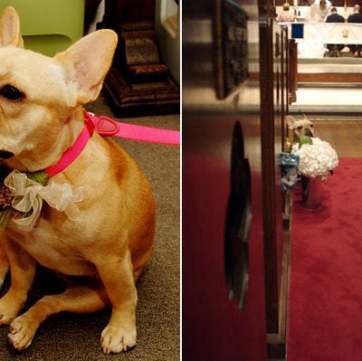 Puppy Love – Lulu The Flower Girl thumbnail