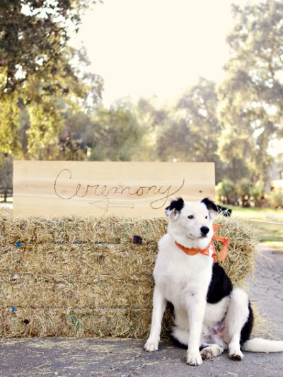 Puppy Love – Tucker thumbnail