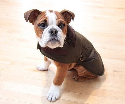 Pupcake from Coco Cake thumbnail