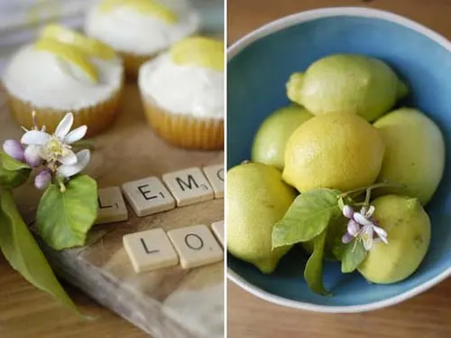 lemon-love-still-life-lemons-in-blue-bowl