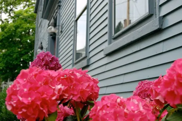 pink-hydrangea-strawberry-banke