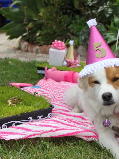 Briar, Lola + Grover’s Doggie Birthday Party thumbnail