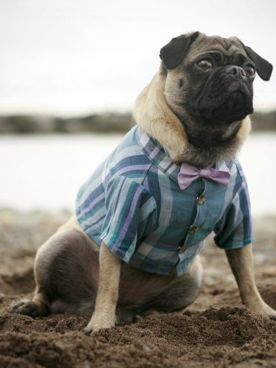 Fashionable Doggie Attire thumbnail