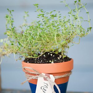 DIY Potted Herb Favors thumbnail