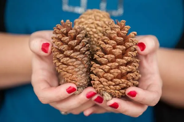 DIY gold leaf pine cone garland from The Sweetest Occasion | Photo by Alice G Patterson