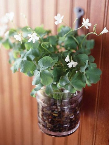Mason jars with shamrock plants