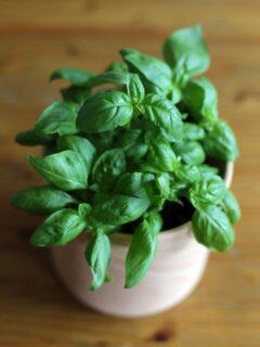 Basil | Shot with Canon EOS 6D