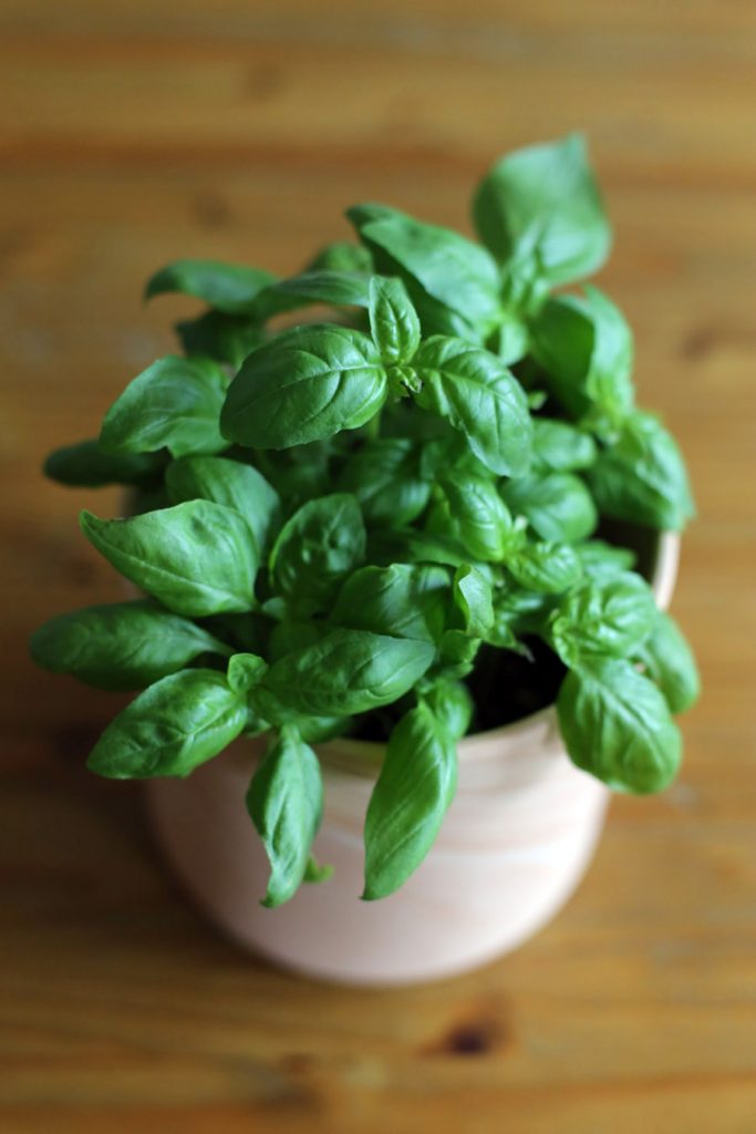 Basil | Shot with Canon EOS 6D