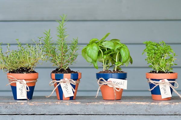 DIY Potted Herb Favors