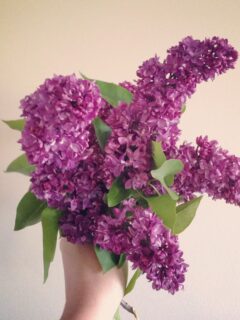 Lilacs | The Sweetest Occasion