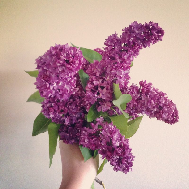 Lilacs | The Sweetest Occasion
