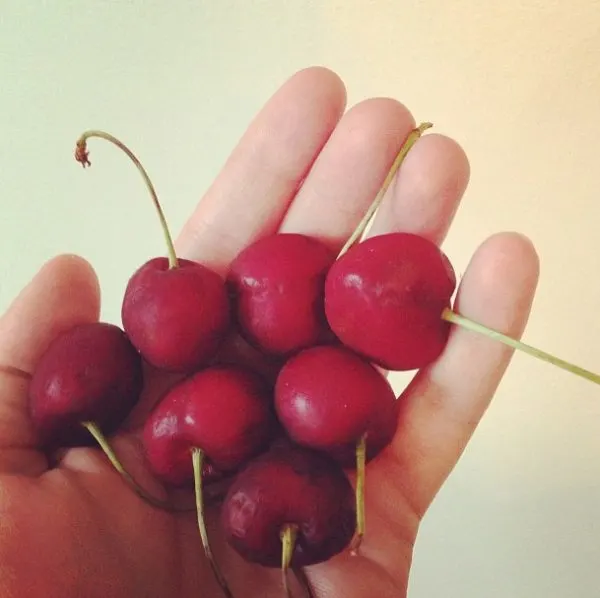 Fresh Summer Cherries