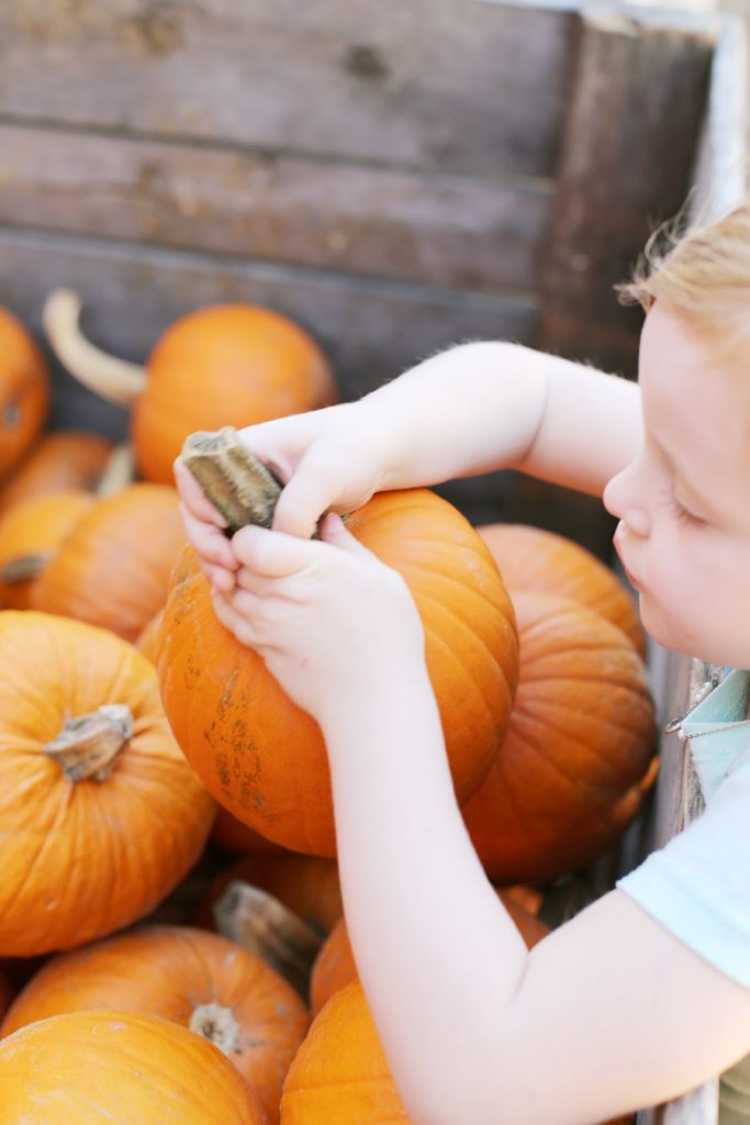 At the Pumpkin Patch