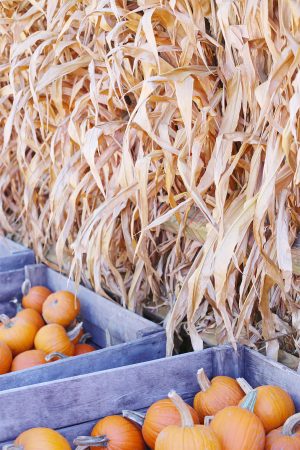 At the Pumpkin Patch