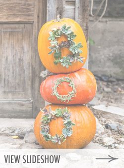 10 Favorite No Carve Pumpkin Ideas