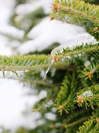 The Weekly Dozen vol. 7 thumbnail