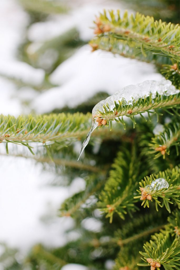 Christmas Tree Farm