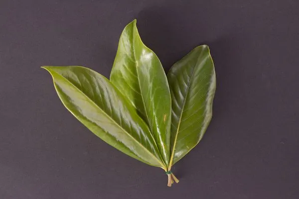 DIY Magnolia Leaf Garland