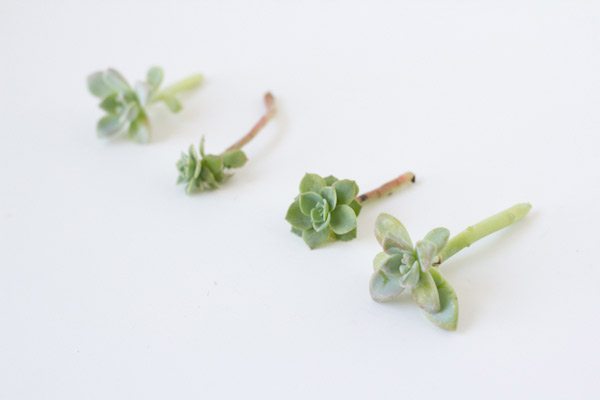 DIY Succulent Boutonniere