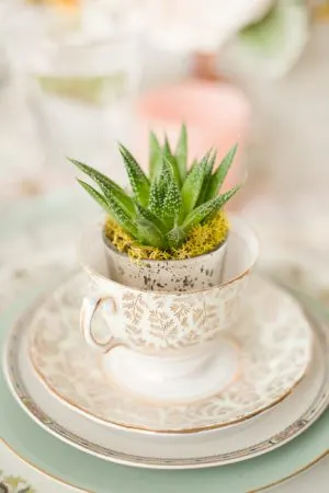 Succulent Tea Cup from @cydconverse