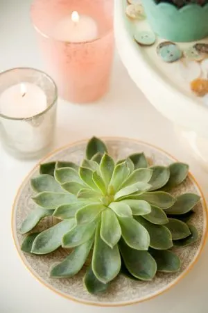 Easter Succulents from @cydconverse