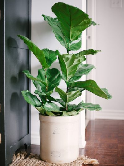 Loving Pretty House Plants thumbnail