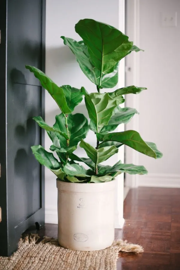 Fiddle Leaf Fig