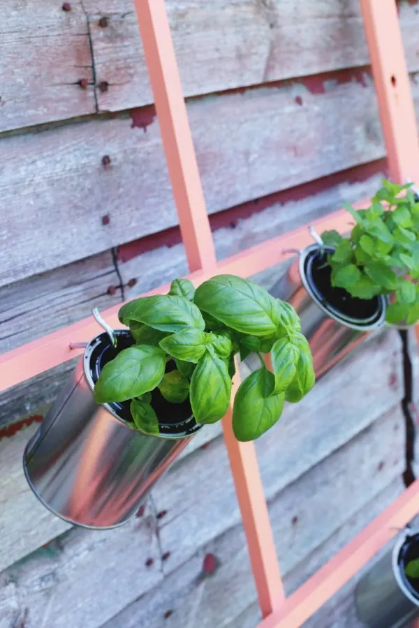 DIY Trellis Herb Garden by @cydconverse for @valsparpaint