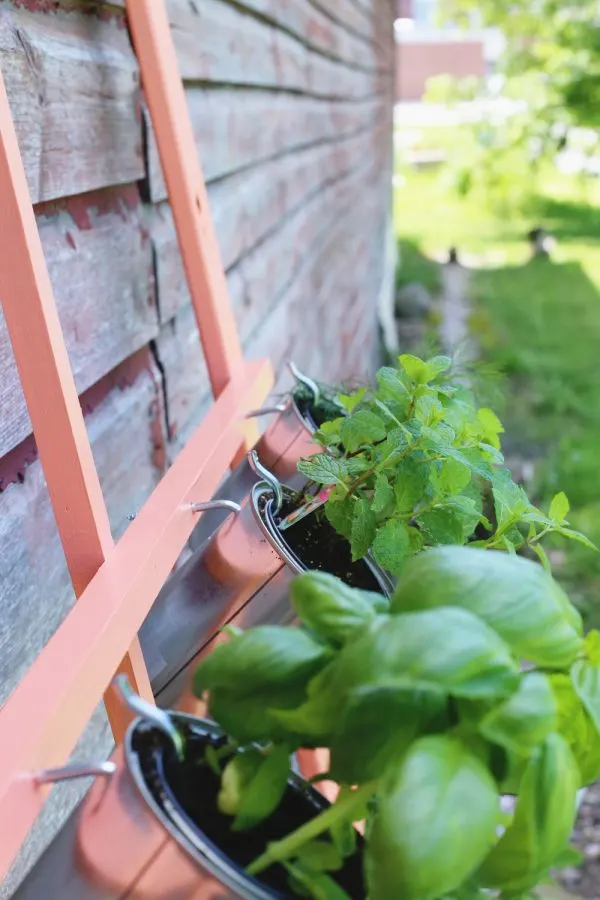 DIY Trellis Herb Garden by @cydconverse for @valsparpaint