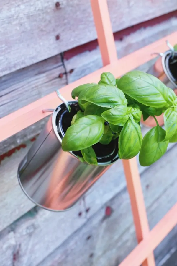 DIY Trellis Herb Garden by @cydconverse for @valsparpaint