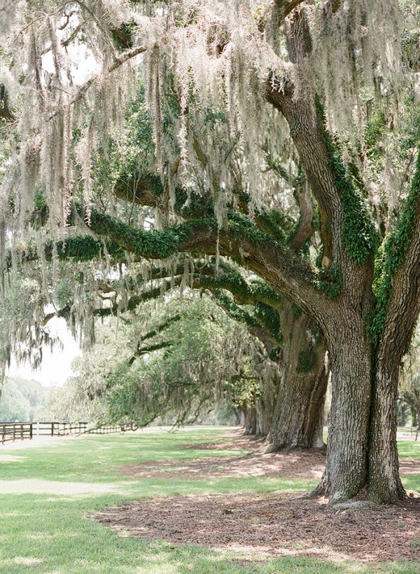Boone Hall Plantation Avenue of the Oaks | Charleston Travel Guide from @cydconverse