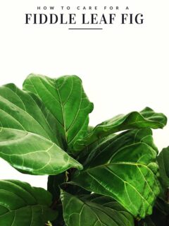 How to Care for a Fiddle Leaf Fig Tree from @cydconverse | Click through for tips or repin to save for later! Click through for more home decor ideas and entertaining ideas!