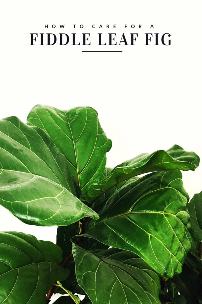 How to Care for a Fiddle Leaf Fig Tree from @cydconverse | Click through for tips or repin to save for later! Click through for more home decor ideas and entertaining ideas!