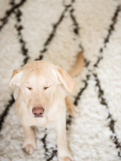 A Little Girl and Her Puppy Named Harper thumbnail