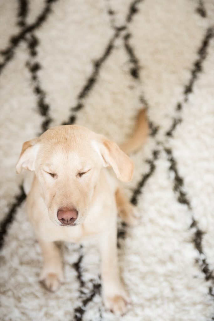 A Little Girl and Her Puppy | Yellow lab puppy, kids and puppies @cydconverse