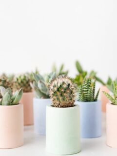 DIY Mini Planters | DIY ideas, spring craft ideas, first day of spring ideas and more from @cydconverse