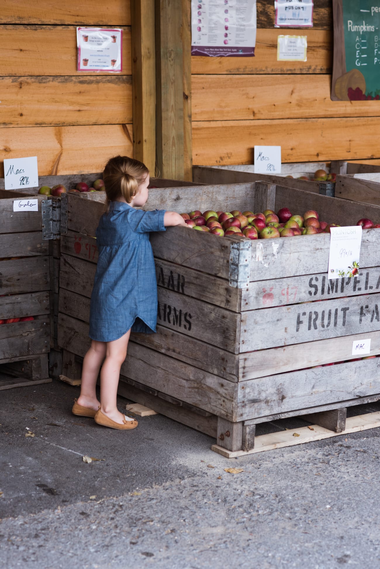 New York State Apple Picking | Visiting the Burrville Cider Mill | Where to go in New York for fall foliage from entertaining blog @cydconverse
